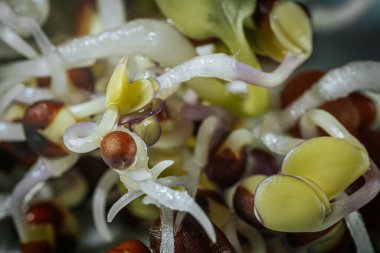 Pamuklu ve köklü mikro yeşillikler. Vitamin seti. Yumuşak seçici odaklanma. Resim için yapay olarak tahıl oluşturuldu