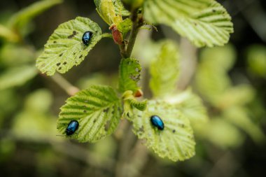 Genç yeşil bir yaprak üzerinde orman böceği.