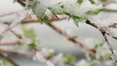 Yeşil bahar yapraklarında kar. İlkbaharda iklim değişiklikleri. Yazın kar yağışı