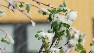 Yeşil bahar yapraklarında kar. İlkbaharda iklim değişiklikleri. Yazın kar yağışı