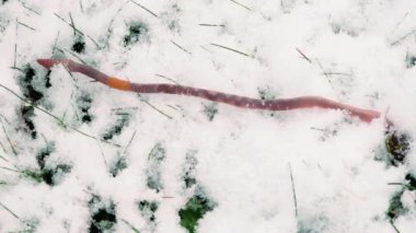 Karda sürünen bir solucan. Bir gübre solucanı Eisenia karda sürünüyor.