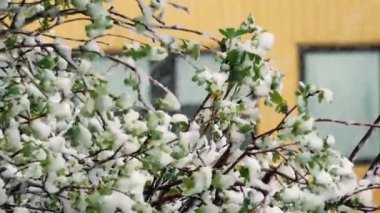 Yeşil bahar yapraklarında kar. İlkbaharda iklim değişiklikleri. Yazın kar yağışı