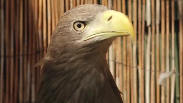 Μεγάλος Αετός Κοιτάζει Στην Κάμερα Θαλάσσιος Αετός Haliaeetus Albicilla — Αρχείο Βίντεο