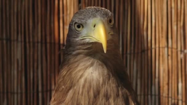 Great Eagle Looks Camera Sea Eagle Haliaeetus Albicilla — Stock Video