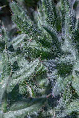 İlkbaharda keskin kenarları ve devedikeni olan yeni gri yapraklar yetiştiririz. Peyzaj.