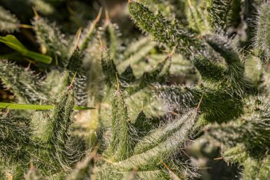 İlkbaharda keskin kenarları ve devedikeni olan yeni gri yapraklar yetiştiririz. Peyzaj.