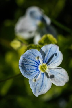 Baharda yapraklı mavi çiçekler. Peyzaj.