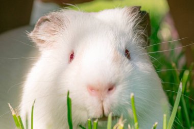 Yeşil çimenli kırmızı gözlü kobay faresi, bahar.
