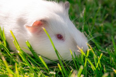 Yeşil çimenli kırmızı gözlü kobay faresi, bahar.