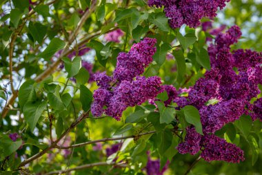 Etrafı yemyeşil yapraklarla çevrili parlak mor leylak çiçeklerinin yakın görüntüsü. Görüntü, leylak çiçeklerinin doğal güzelliklerini ve canlı renklerini tamamen açar..