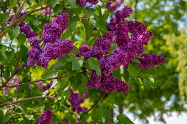 Etrafı yemyeşil yapraklarla çevrili parlak mor leylak çiçeklerinin yakın görüntüsü. Görüntü, leylak çiçeklerinin doğal güzelliklerini ve canlı renklerini tamamen açar..