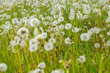 Arkaplanda ağaçlara ve evlere doğru uzanan karahindibalarla dolu parlak bir tarla. Sahne, parçalı bulutlu bir gökyüzünün altında huzurlu bir kırsal atmosfer tasvir ediyor..