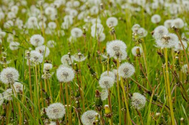 Arkaplanda ağaçlara ve evlere doğru uzanan karahindibalarla dolu parlak bir tarla. Sahne, parçalı bulutlu bir gökyüzünün altında huzurlu bir kırsal atmosfer tasvir ediyor..