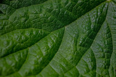 Görünür damarları ve dokulu yüzeyleri olan ısırgan otu yapraklarına yakın çekim. Resim, karmaşık yeşillik desenlerini ve canlı renkleri vurgular.