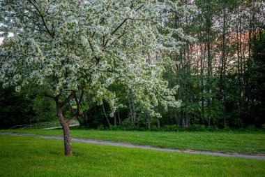 Baharda, yemyeşil bir parkta beyaz çiçeklerle dolu bir ağaç durur. Arka planda, bir orman alanı ve akşam gökyüzünün gözetlediği bir yol görebilirsiniz..