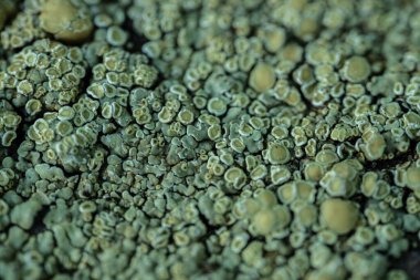 Yosun, mantar ve algler ya da mavi-yeşil yosunlarla yakın çekim. Lichenlar karmaşık desenler oluştururlar ve kayalarda bulunabilirler. Yakın plan..