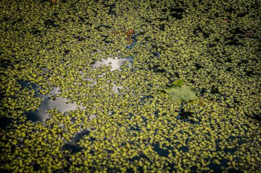 Yeşil yosunlarla kaplı bir gölet yüzeyine yakın plan, bitki örtüsü arasında tek bir yaprak yüzüyor. Yansıtıcı su lekeleri zıt bir doku oluşturur..