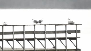 Suyun kenarındaki kuş martıları ahşap korkuluklara oturur ve başlarını çevirirler yoksa kimse gelmez. Video klipleri.