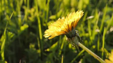 Sarı bir karahindiba çiçeği yeşil çimenlerin üzerinde rüzgarda hareket eder. Videolar. Atmosferik bozulma, sıcak hava bozulması, ısı bozulması, hava kırılması.