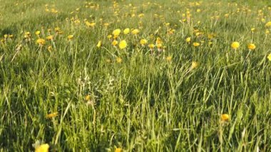 Sarı bir karahindiba çiçeği yeşil çimenlerin üzerinde rüzgarda hareket eder. Videolar. Atmosferik bozulma, sıcak hava bozulması, ısı bozulması, hava kırılması.