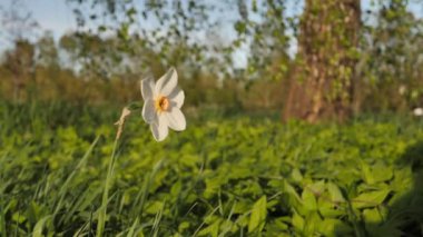 Narsisli bir çiçek yeşil bir çayırda rüzgarda hareket eder. Bir çiçek rüzgarda hareket ediyor. Video klipler. Peyzaj.