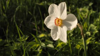 Narsisli bir çiçek yeşil bir çayırda rüzgarda hareket eder. Bir çiçek rüzgarda hareket ediyor. Video klipler. Peyzaj.