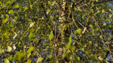 Huş yaprağı rüzgarda savrulur, bahar yeşil yapraklar rüzgarda savrulur. Video klipleri.