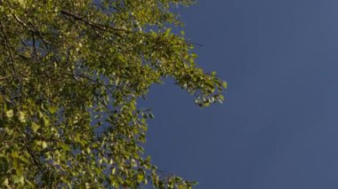 Huş yaprağı rüzgarda savrulur, bahar yeşil yapraklar rüzgarda savrulur. Video klipleri.