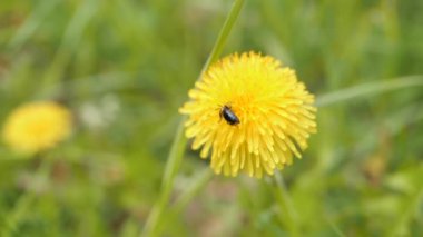 Sarı bir karahindiba çiçeği, çiçeğin etrafında uçuşan bir arı yeşil çimen arka planında rüzgarda hareket ediyor. Video klipler. Atmosferik bozulma, sıcak hava bozulması, ısı bozulması, hava kırılması.