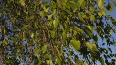 Huş yaprağı rüzgarda savrulur, bahar yeşil yapraklar rüzgarda savrulur. Video klipleri.