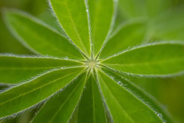 Yeşil bir yaprağın yakın plan görüntüsü, ince saçlar ve bulanık yeşil arka planda parlayan çiy damlaları..