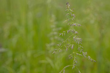 Bulanık yeşil çayır arka planında mor tomurcukları olan narin bir çim çiçeğinin yakın çekimi.