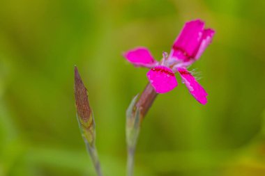 Canlı pembe bir çiçeğe yakın plan çiğ damlaları ile, yeşil bulanık arkaplan üzerine set geniş kopya alanı ile.
