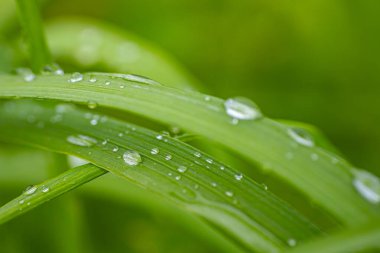 Bulanık yeşil arkaplanı olan yeşil bir çimene çiğ damlaları yakın plan..