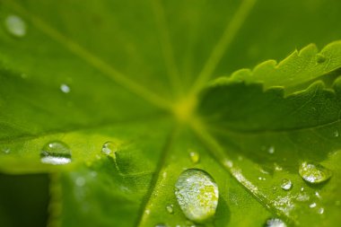 Parlayan çiy damlalarıyla dolu canlı yeşil bir yaprağın yakın çekimi, doğal güzelliği ve yeşilliğin tazeliğini vurguluyor. Boşluğu kopyala.