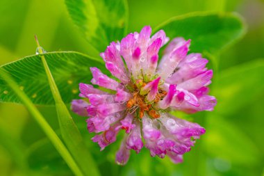 Pembe yonca çiçeğinin çiğ damlalarıyla kaplı aşırı yakın plan görüntüsü bulanık yeşil arka plana karşı karmaşık detaylar sergiliyor. Boşluğu kopyala.