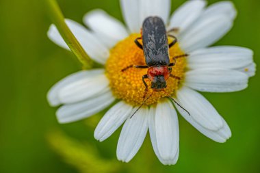 Kırmızı başlı ve siyah vücutlu bir böceğin detaylı yakın plan görüntüsü yeşil arka planda sarı merkezli beyaz bir papatyaya tünemiş.. 
