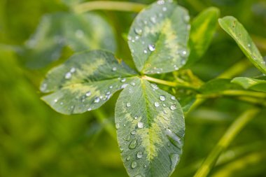  Işıl ışıl çiğ damlalarıyla kaplı yeşil bir yaprağın yakın plan görüntüsü, bulanık doğal bir arka plan üzerine kurulmuş. Görüntü, doğanın tazeliğini ve sükunetini gösteriyor. Boşluğu kopyala.