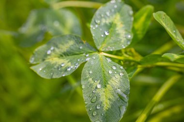  Işıl ışıl çiğ damlalarıyla kaplı yeşil bir yaprağın yakın plan görüntüsü, bulanık doğal bir arka plan üzerine kurulmuş. Görüntü, doğanın tazeliğini ve sükunetini gösteriyor. Boşluğu kopyala.