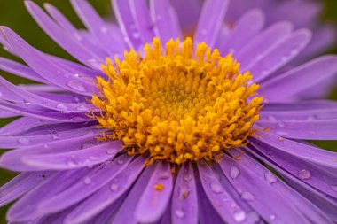 Sonbahar çiçeği, parlak sarı merkezli parlak mor bir paskalya çiçeğinin yakın çekimi. Karmaşık taç yaprakları ve gür renkler yeşil arka planda çarpıcı bir görüntü oluşturur..