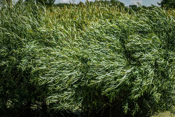 stock image A lush green shrub with dense foliage basks in the sunlight, displaying vibrant, healthy leaves. The greenery is rich and full, creating a natural, lively scene.