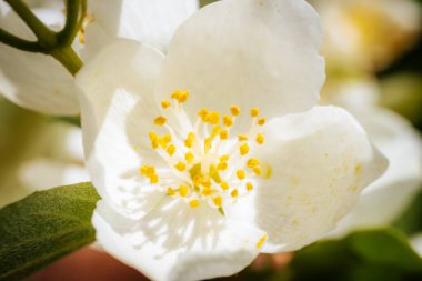 Yeşil yapraklı bir doğa parkında sarı puantiyeli yumuşak beyaz çiçeklerin yakın çekimi. Görüntü çiçeklerin saflığını ve güzelliğini net bir şekilde yansıtıyor..
