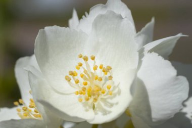 Doğa parkında sarı puantiyeli yumuşak beyaz çiçeklerin yakın çekimi. Görüntü çiçeklerin saflığını ve güzelliğini net bir şekilde yansıtıyor..