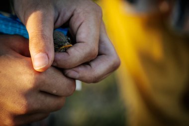Küçük bir kuşu nazikçe tutarken, şefkatli bir an yaşanıyor. Arka plan bulanık, ellerle kuş arasındaki etkileşimi vurguluyor..