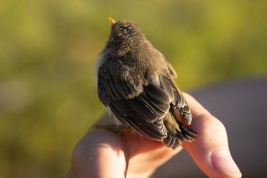 Bulanık yeşil bir arka planı olan küçük bir kuşun insan eliyle nazikçe tutuluşunu yakından çek. Kuş uyanık görünüyor, insan-hayvan etkileşiminin hassas bir anını yakalıyor..