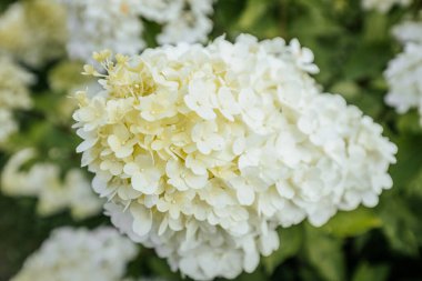 Canlı pembe ve beyaz ortanca çiçeklerinin ayrıntılı yakın çekimleri, narin taç yaprakları ve yumuşak renklerini gözler önüne seriyor. Çiçekler güzel, doğal bir doku oluşturur..