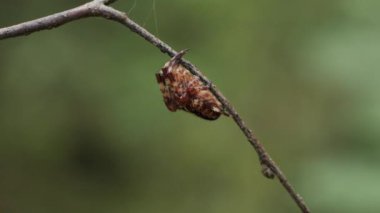 Bir örümcek ince ağıyla çevrili bir dalda ormanda oturur. Sahne, örümceğin ağıyla ilgili karmaşık detayları bulanık bir arka plan olarak yakalıyor..