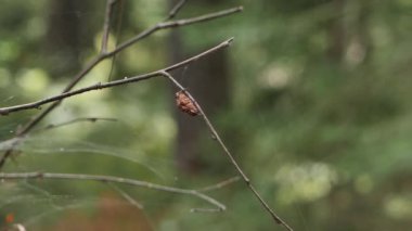 Bir örümcek ince ağıyla çevrili bir dalda ormanda oturur. Sahne, örümceğin ağıyla ilgili karmaşık detayları bulanık bir arka plan olarak yakalıyor..