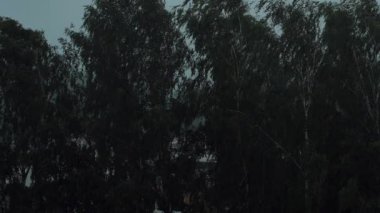 Şiddetli rüzgarlar, fırtınalı ve yağmurlu bir günde ağaçların bükülmesine ve sallanmasına neden olur ve şiddetli yağmur görüş mesafesini zorlaştırır. Sahne fırtınanın şiddetini yakalar, ağaçlar doğanın gücünü gösterir..