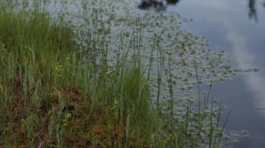 Bataklık bitkilerinin yosunlarla kaplı bir göl yakınında gelişmesi doğal bir sulak arazi ortamı olduğunu gösteriyor. Yeşillik, suyun yüzeyindeki yeşil alglerle çelişiyor..